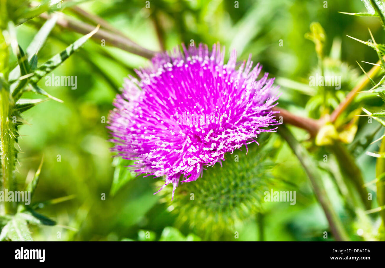 Wilde Distel mit rosa Blume auf grünem Hintergrund Stockfoto