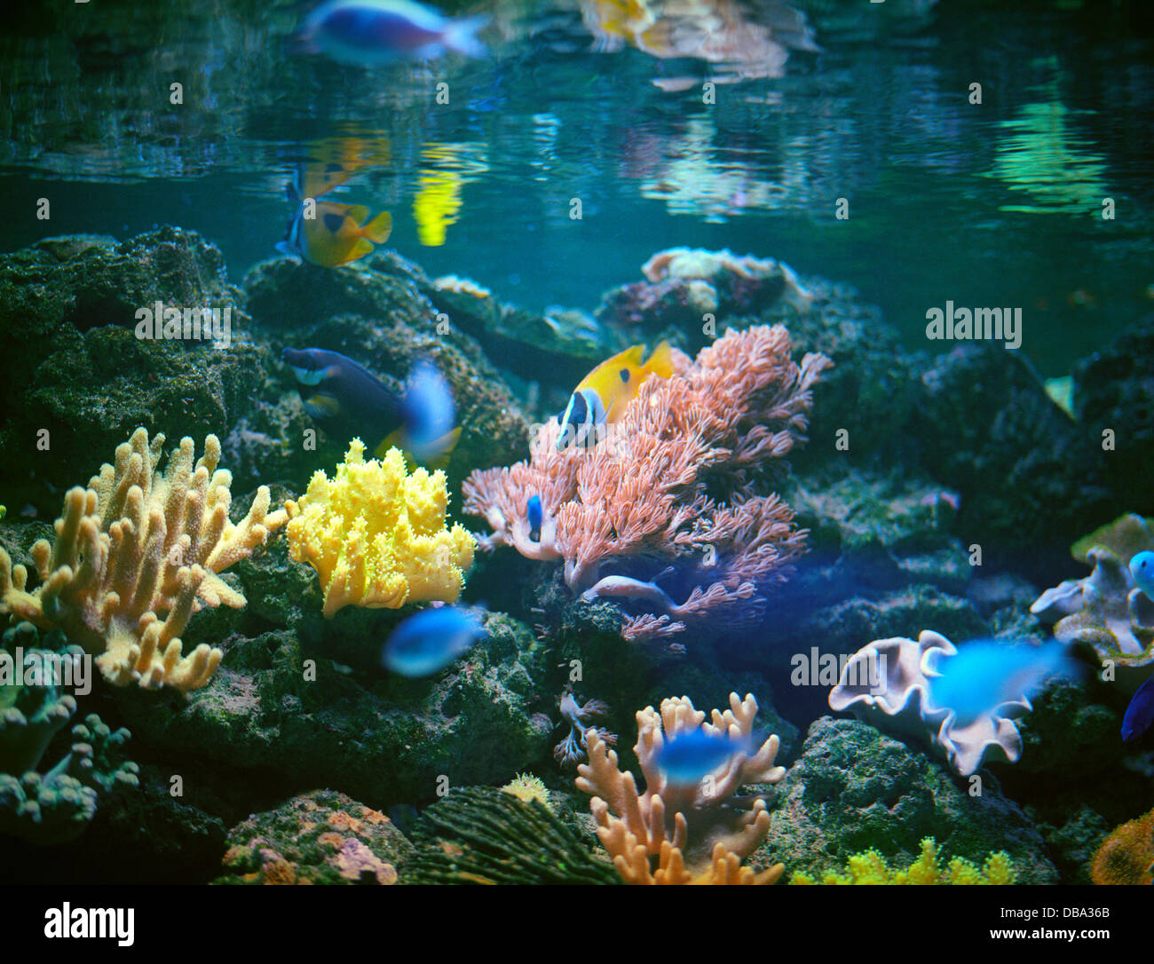Unterwasser-Welt. Stockfoto