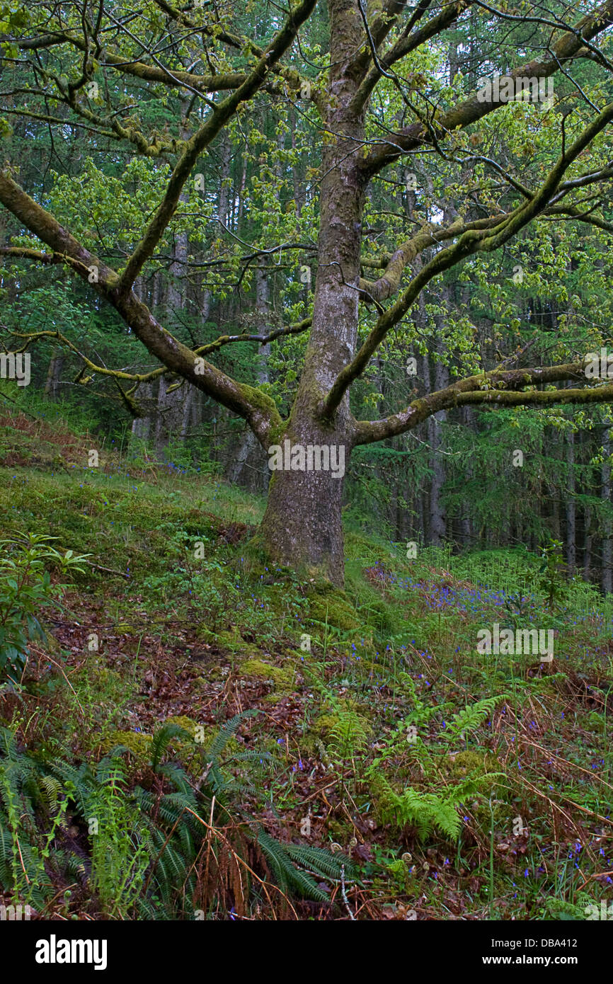 Laub und Unterholz im Wald bei Glentrool, Dumfries & Galloway, Schottland Stockfoto