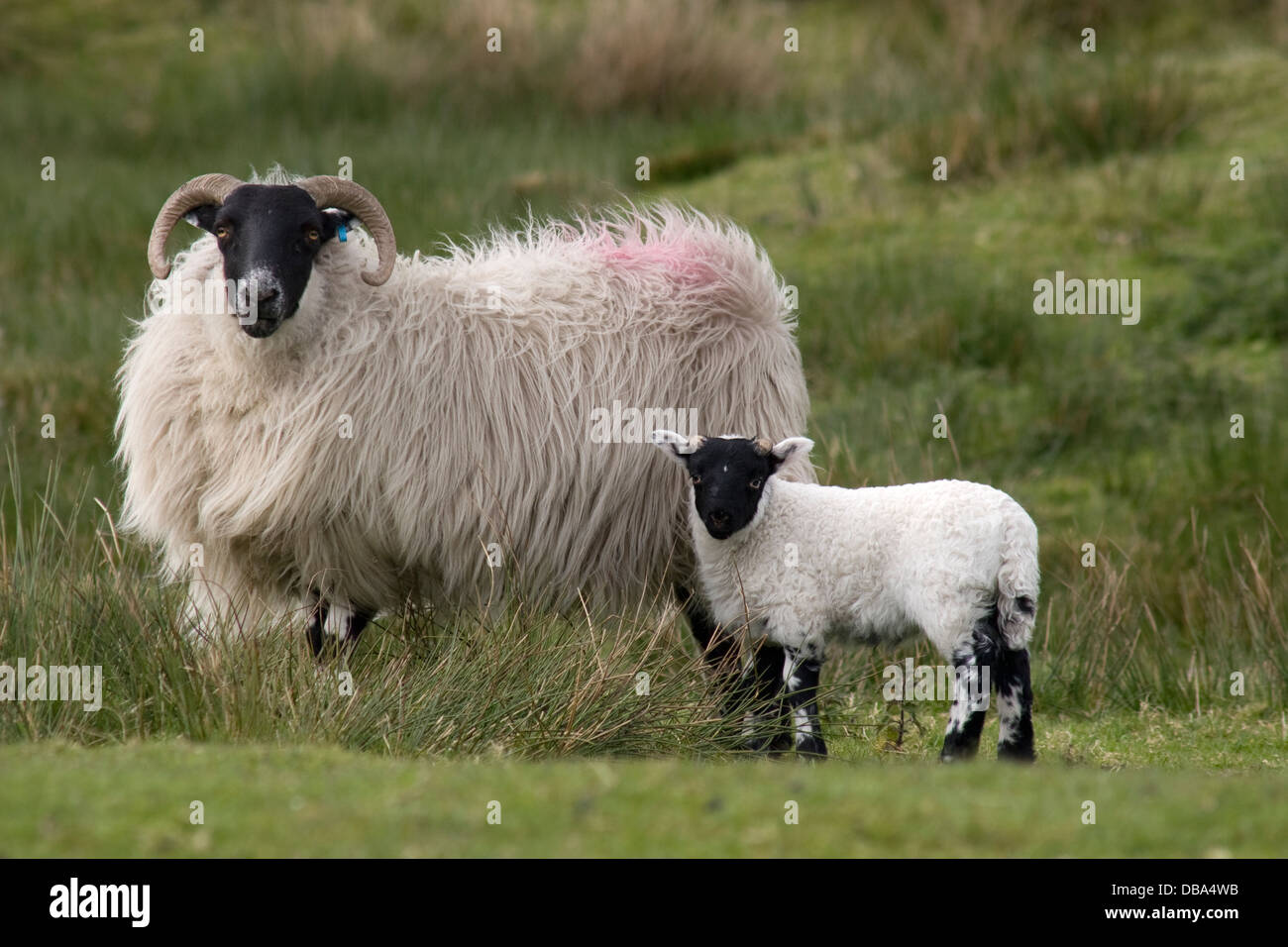 Swaledale Schaf und Lamm, (Cairnsmore; Torhaus der Flotte; Dumfries & Galloway; Schottland) Stockfoto