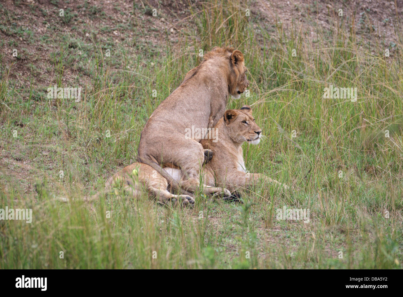 Zwei junge Löwen (Panthero Leo) spielen auf der Wiese. Ein Männchen ein Weibchen Stockfoto