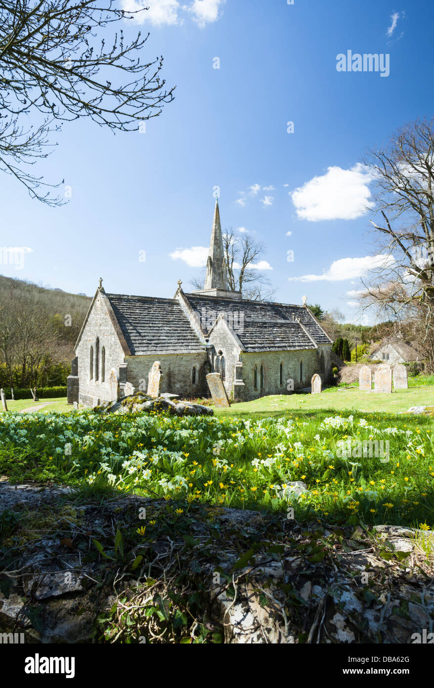 Wilde Primrosen wachsen auf dem Friedhof von St. Michael & All Angels im kleinen Dorf Littlebredy bei Bridport in West-Dorset, England Stockfoto