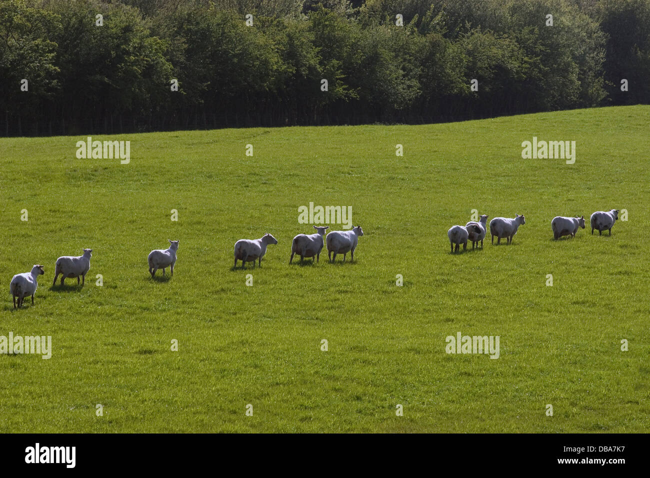 Herde von Beltex und gemischte trächtigen Mutterschafen, Dumfries & Galloway, Schottland Stockfoto