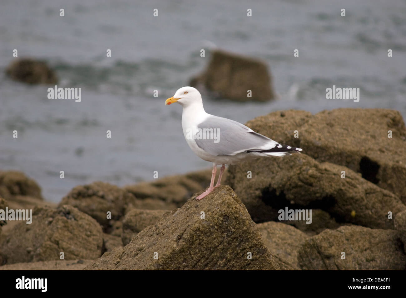 Seevögel am Ufer, Mossyard Bay, Gatehouse of Fleet, Dumfries & Galloway, Schottland Stockfoto