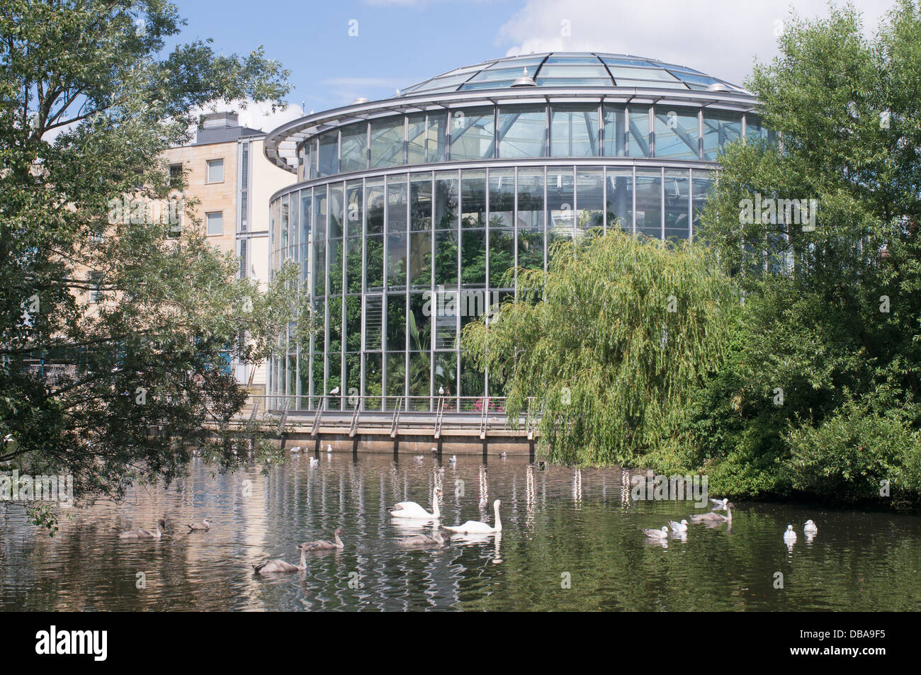 Schwäne und Cygnets außerhalb der Winter Gardens in Sunderland Mowbray Park, North East England. Stockfoto