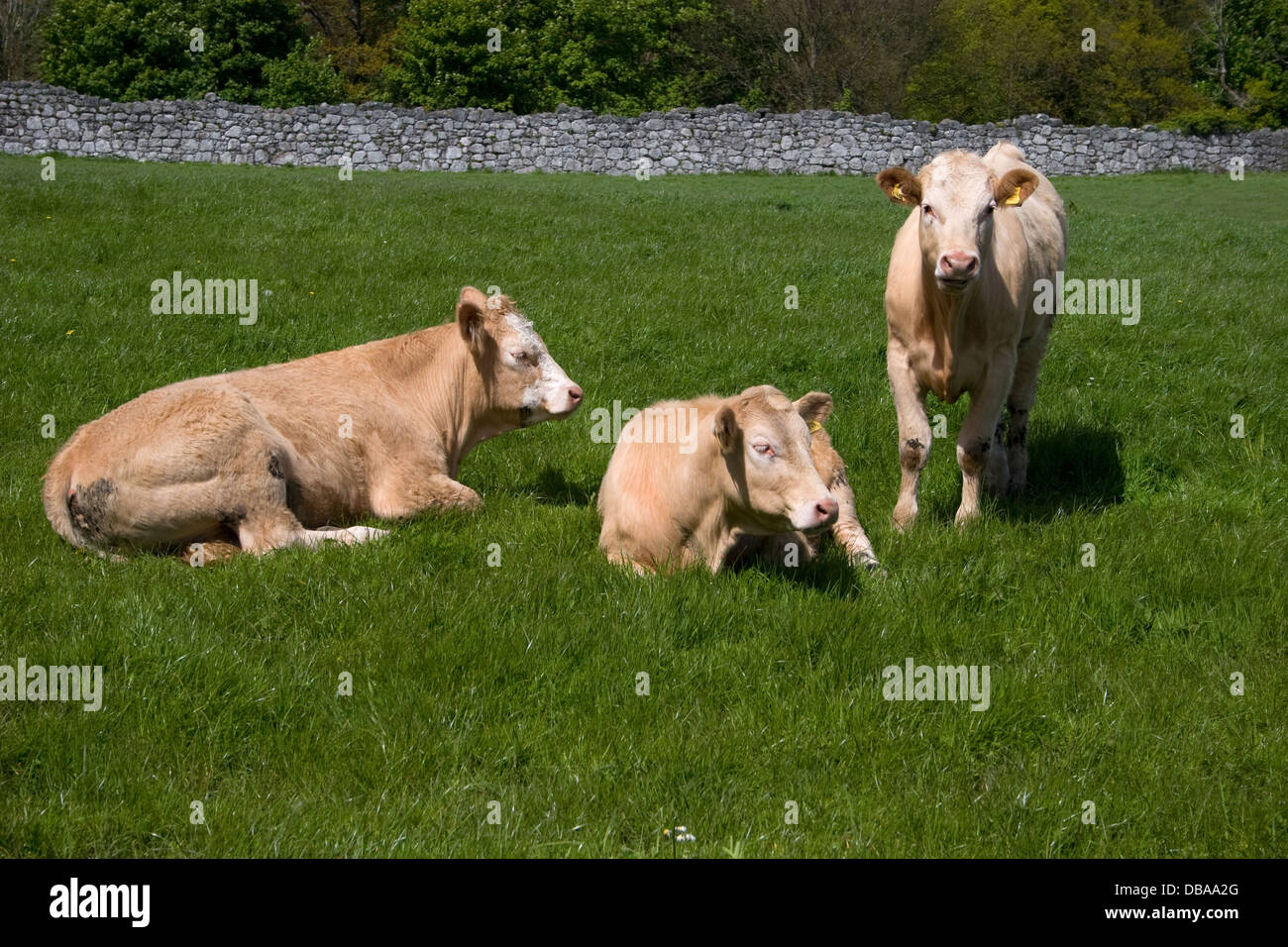 Kühe in der Nähe, Dumfries, Galloway, Schottland Stockfoto