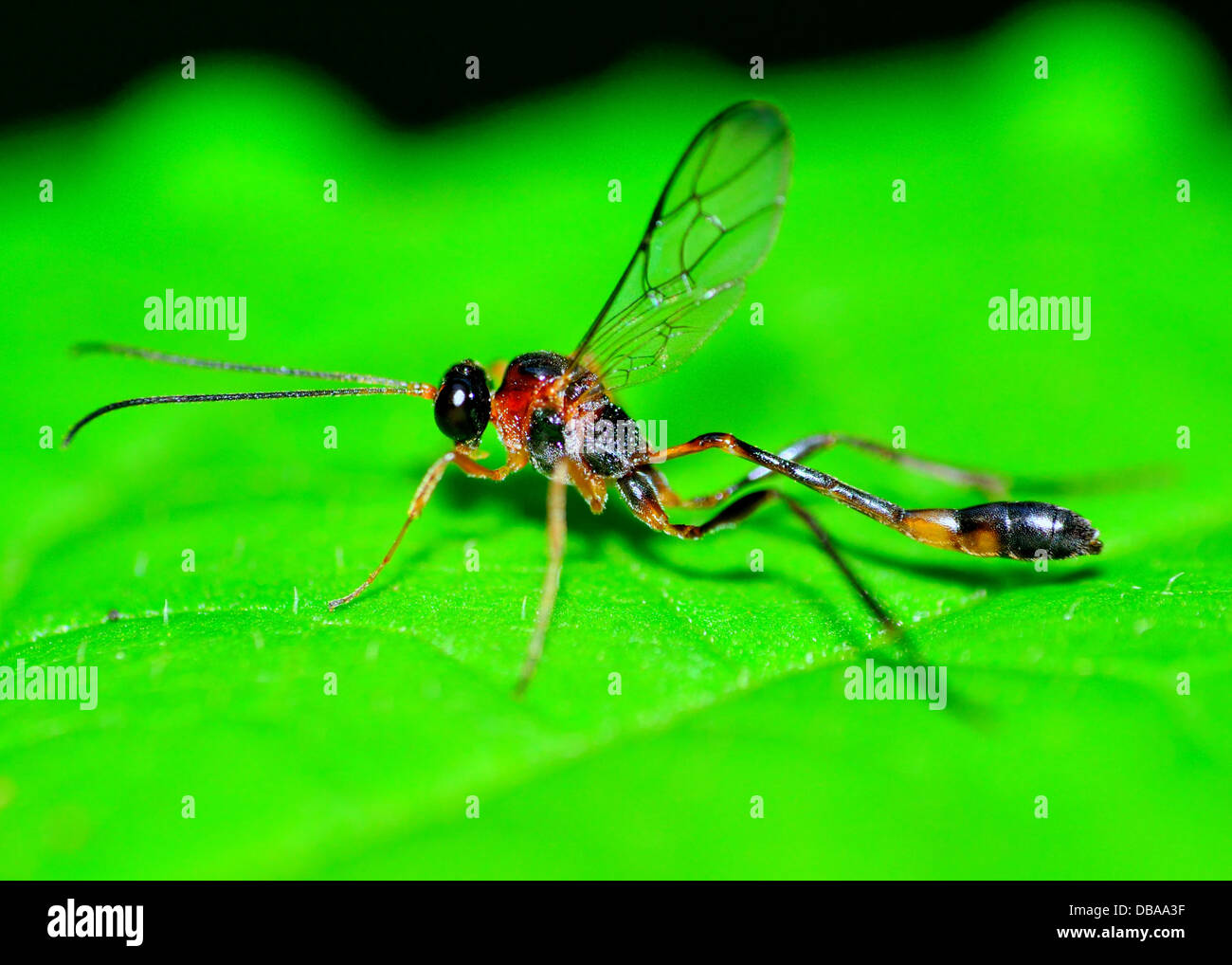 Schlamm Dauber Wespe thront auf einem grünen Blatt. Stockfoto