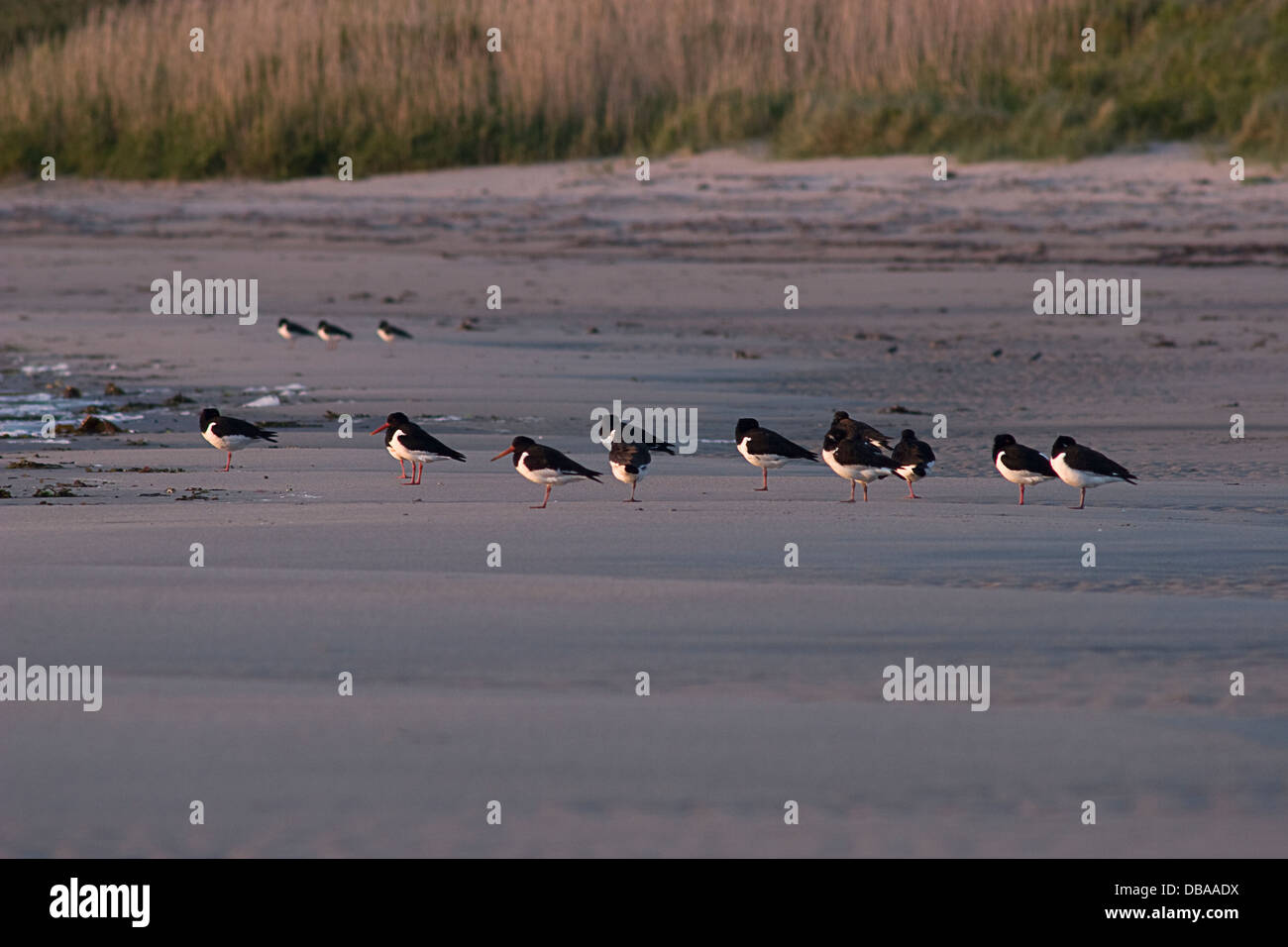 Oyster Catcher Vögel am Ufer, Ardwell Bay, Dumfries & Galloway, Schottland Stockfoto