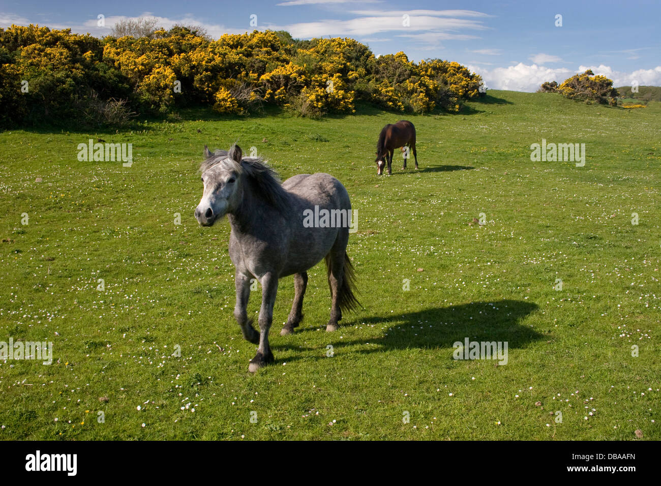 Pferde in Weide nr Clan, Dumfries & Galloway, Schottland Stockfoto