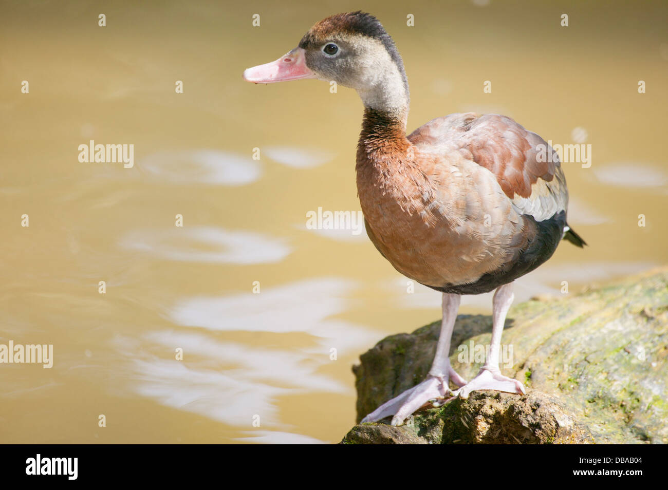 Schwarzbäuchigen Pfeifen-Ente Dendrocygna Autumnalis stehen auf Felsen am Fluss Stockfoto