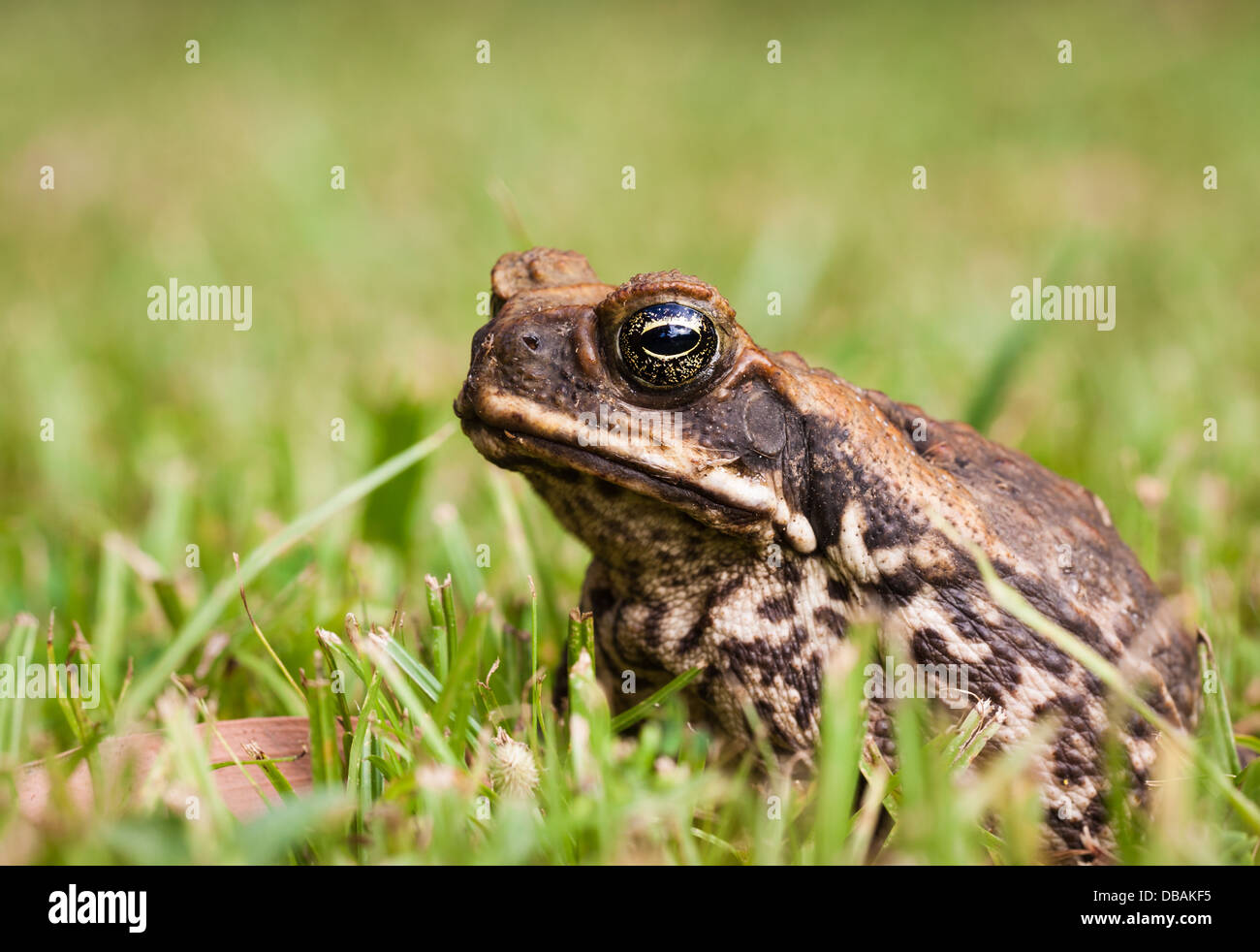 Nahaufnahme von einem Cane Toad in Rasen Stockfoto