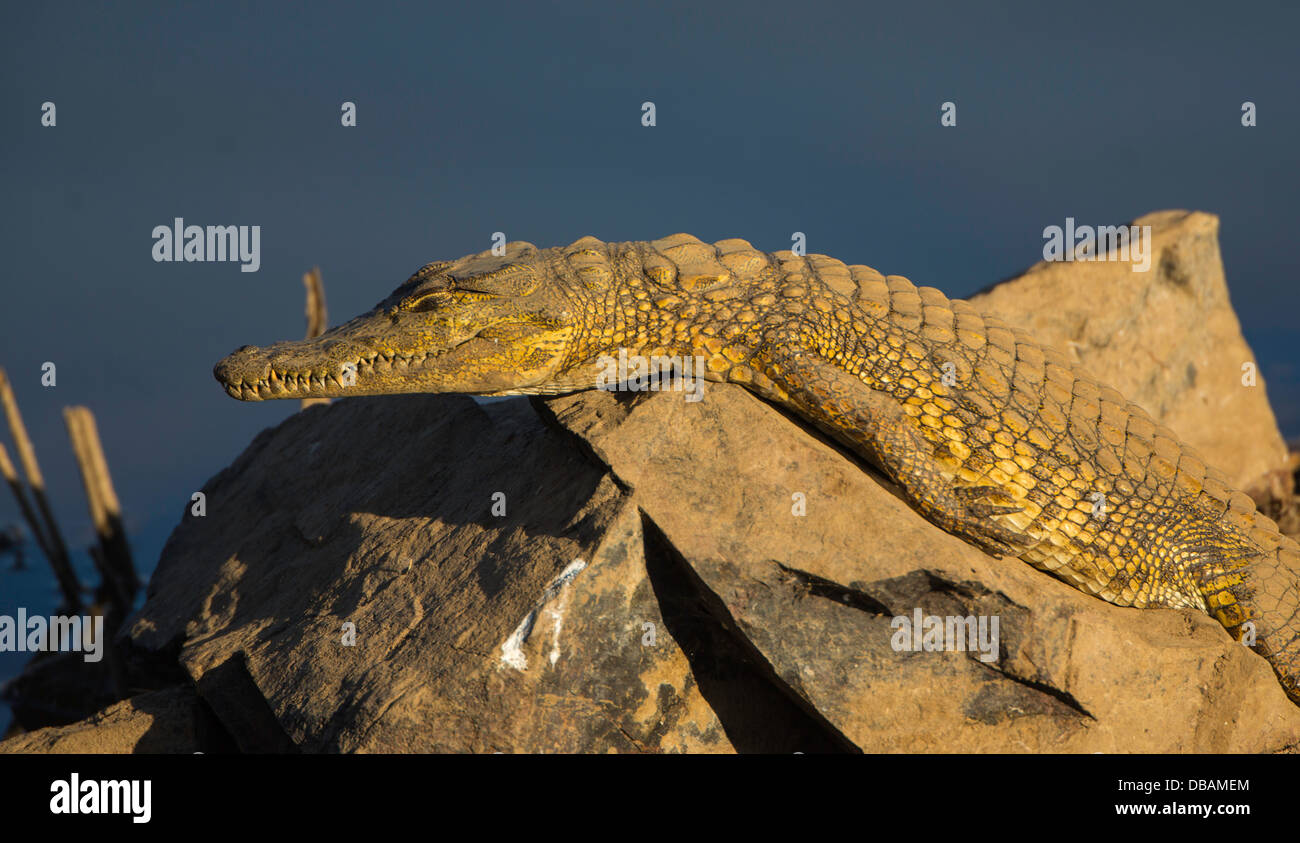 Sonnenbad am Mankwe Verdammung Krokodil Stockfoto