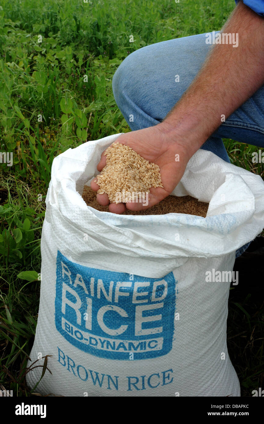 Ein Sack biodynamischer brauner Reis. Stockfoto