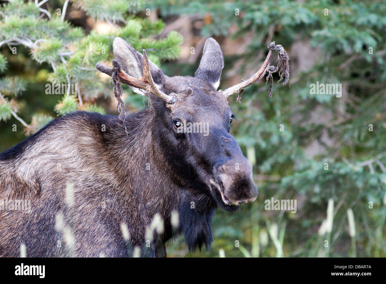 Elch (Alces Alces) jungen Stier Elch, mit samt hängen von neuen Geweih. Smith-Dorian Area, Alberta, Canada Stockfoto