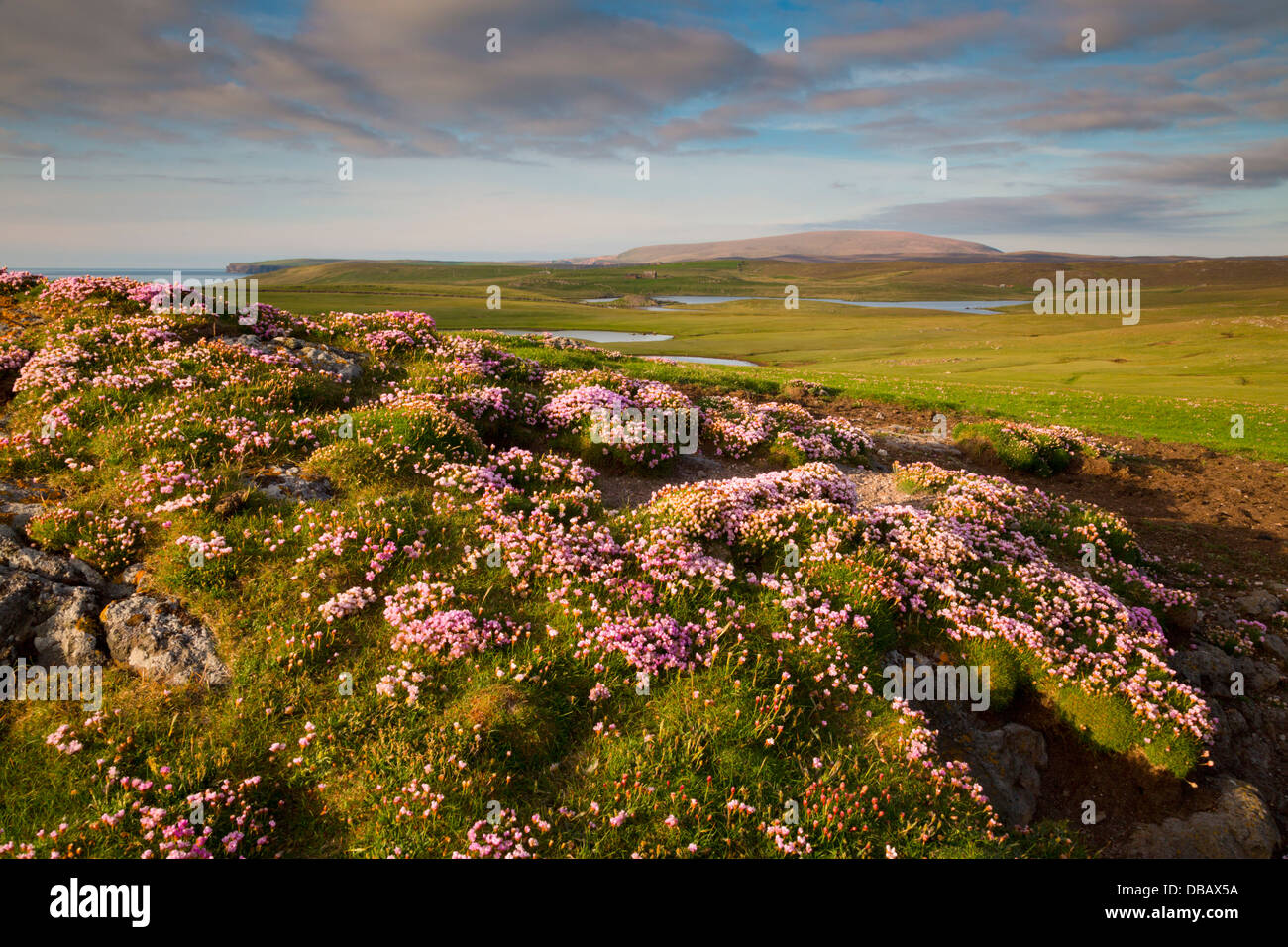 Eshaness; Sparsamkeit im Vordergrund; Shetland; VEREINIGTES KÖNIGREICH; Stockfoto