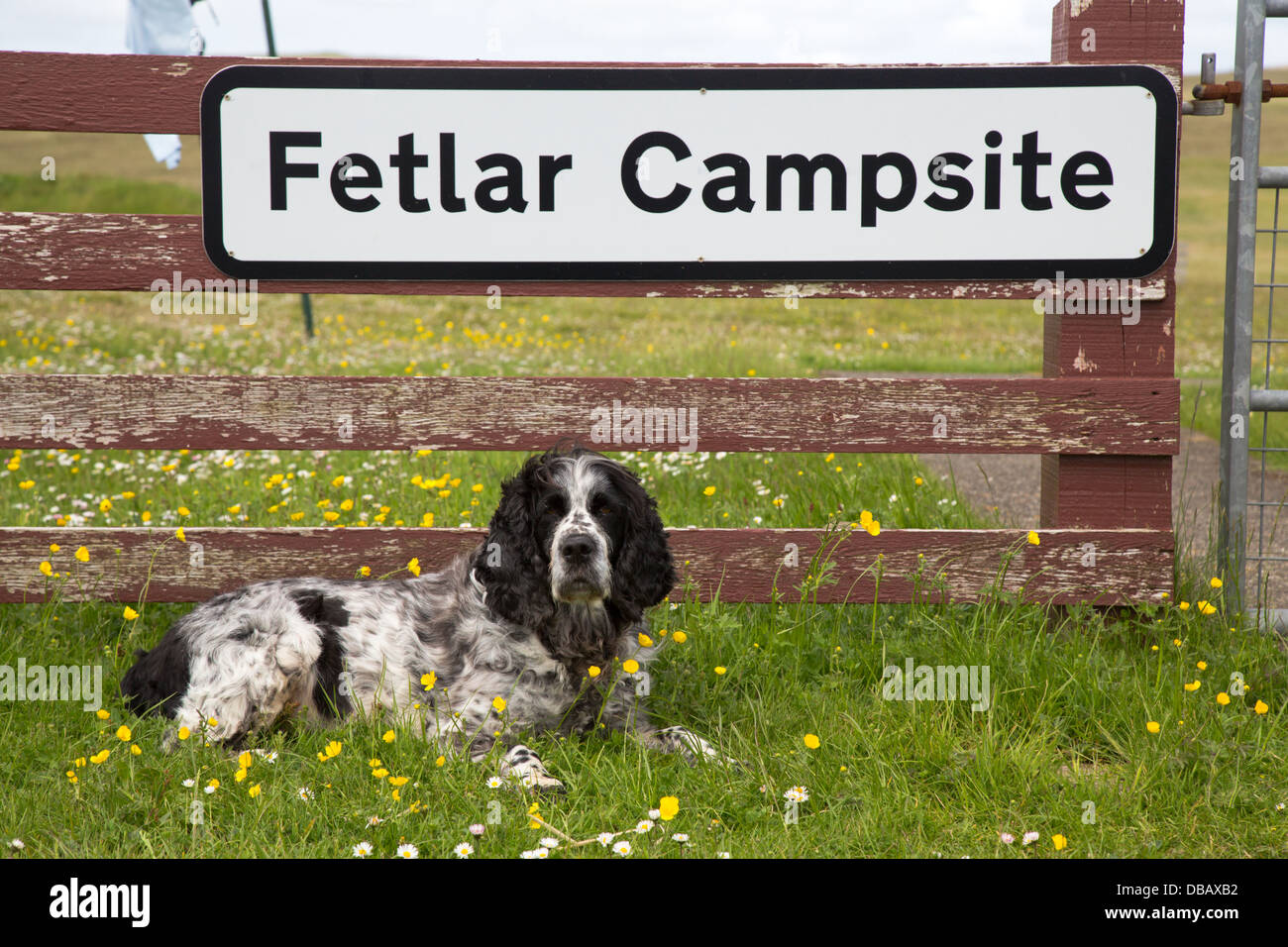 Spaniel auf Fetlar Campingplatz; Fetlar; Shetland; UK Stockfoto