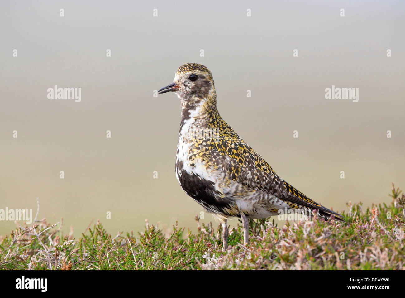 Goldregenpfeifer; Pluvialis Apricaria; Männlich; Shetland; Sommer; UK Stockfoto