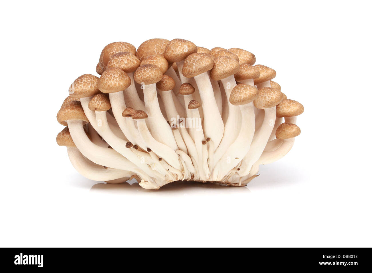 Hon-Shimeji isoliert auf weißem Hintergrund Stockfoto