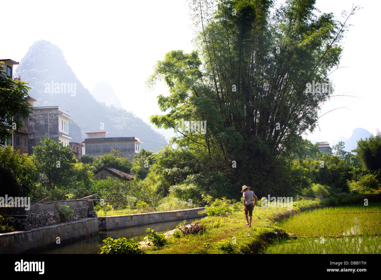 Yangshuo Reisfeld Feld Stockfoto