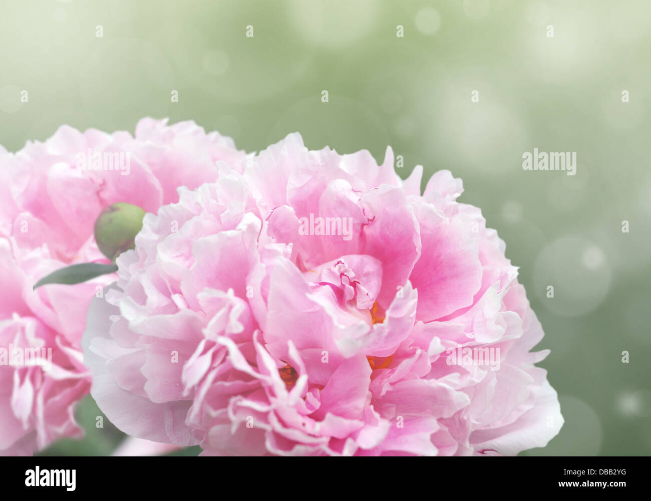 Schöne verträumte Blumenkarte mit rosa Pfingstrose Blumen, Bokeh und Lichteffekte. Stockfoto