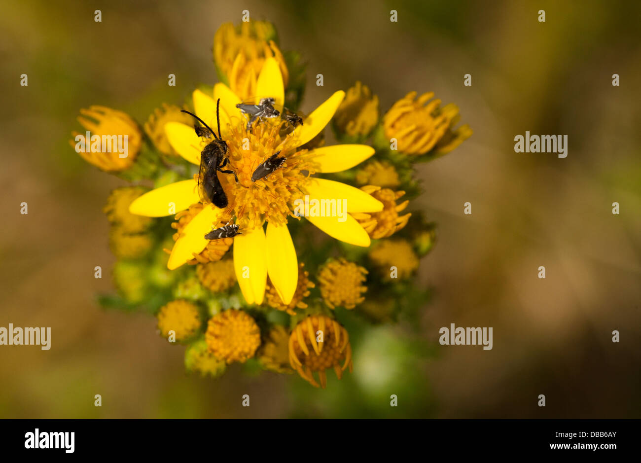 Kreuzkraut Blume von Insekten besucht Stockfoto