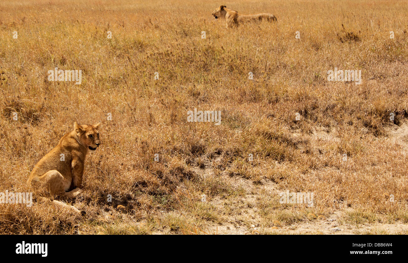 Löwin und Cub auf den Ebenen der Serengeti, Tansania, Afrika Stockfoto