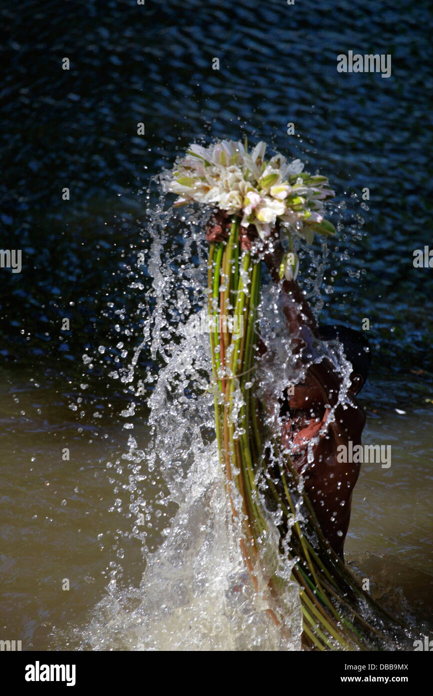 Feuchtgebiete Landwirt sammeln Seerosen in Bangladesch Stockfoto