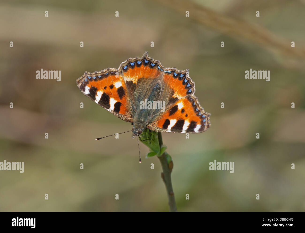 Kleinen tortie - Aglais Urticae Schmetterling, (männliche) Frühling, Uk Stockfoto