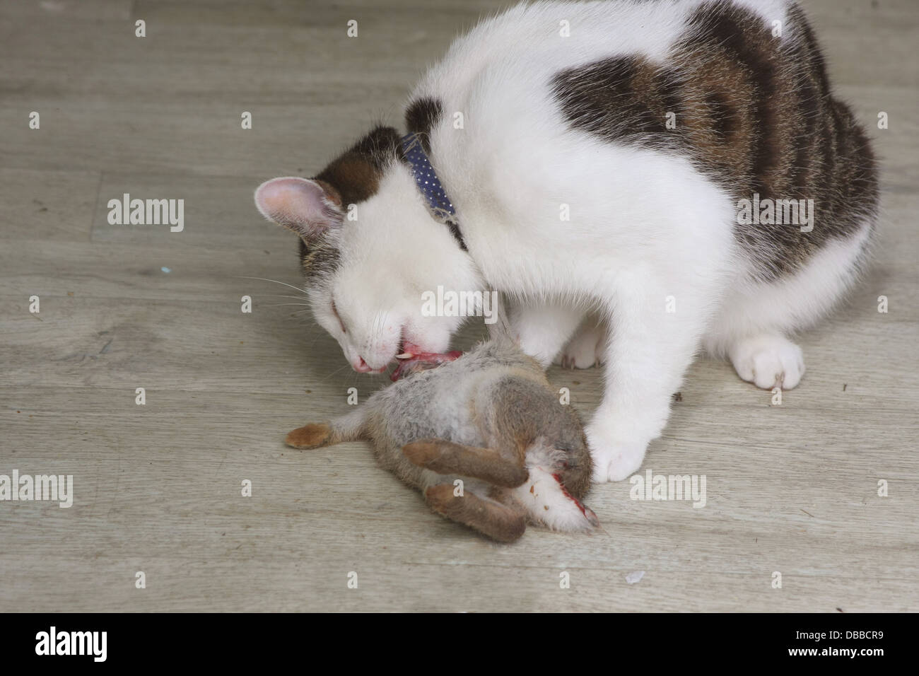 Inländischen Haustier Katze essen einen jungen wilden Kaninchen auf dem Boden seiner Besitzer Küche, Juli 2013 - modifiziert um weniger blutig Stockfoto