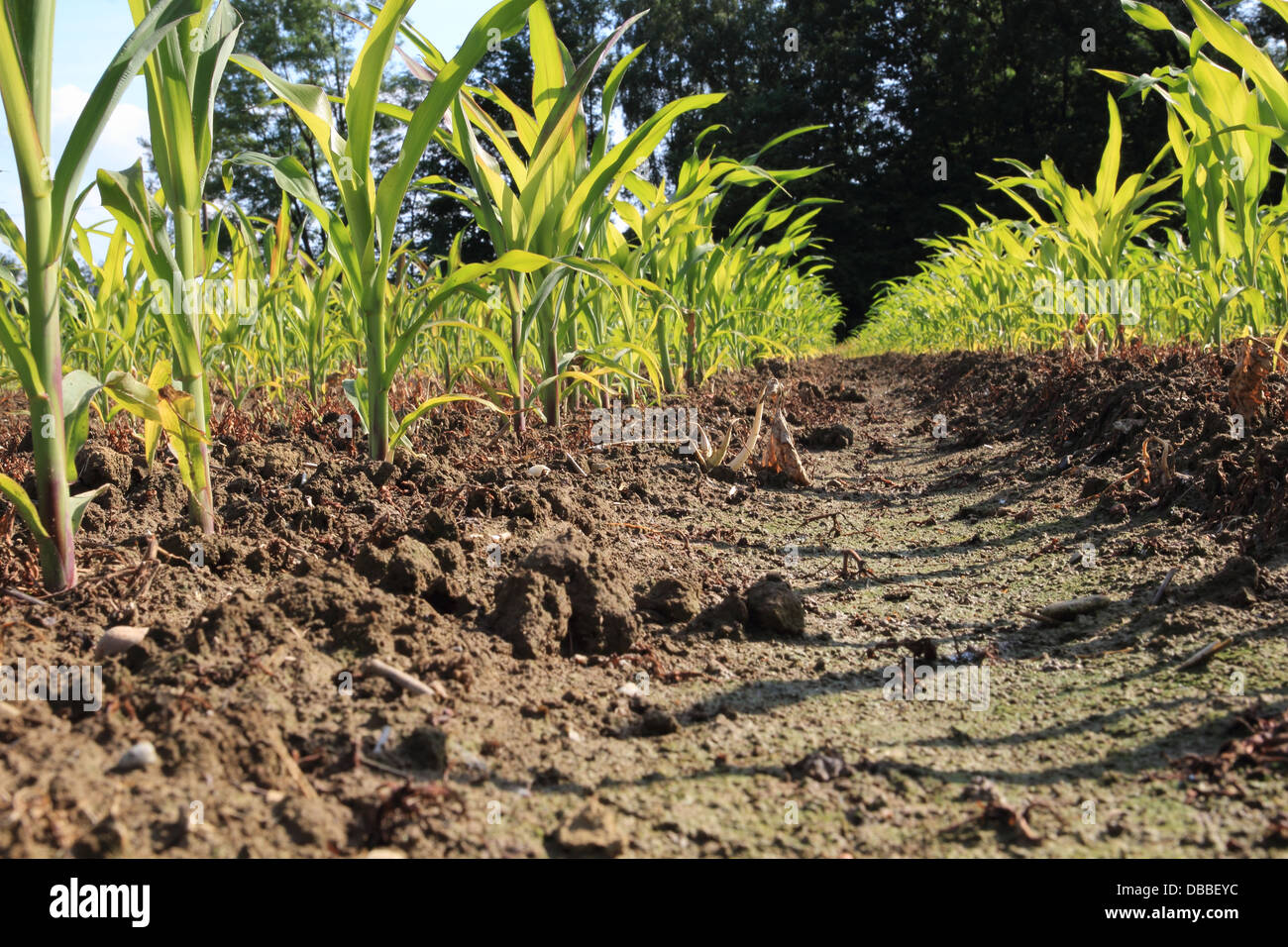 Mais-Jungpflanzen Stockfoto