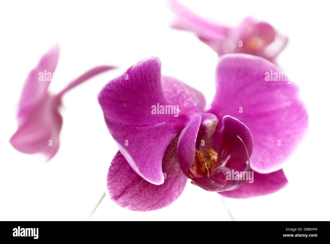 Lila Orchidee Blume auf weißem Hintergrund (begrenzte DOF) Stockfoto