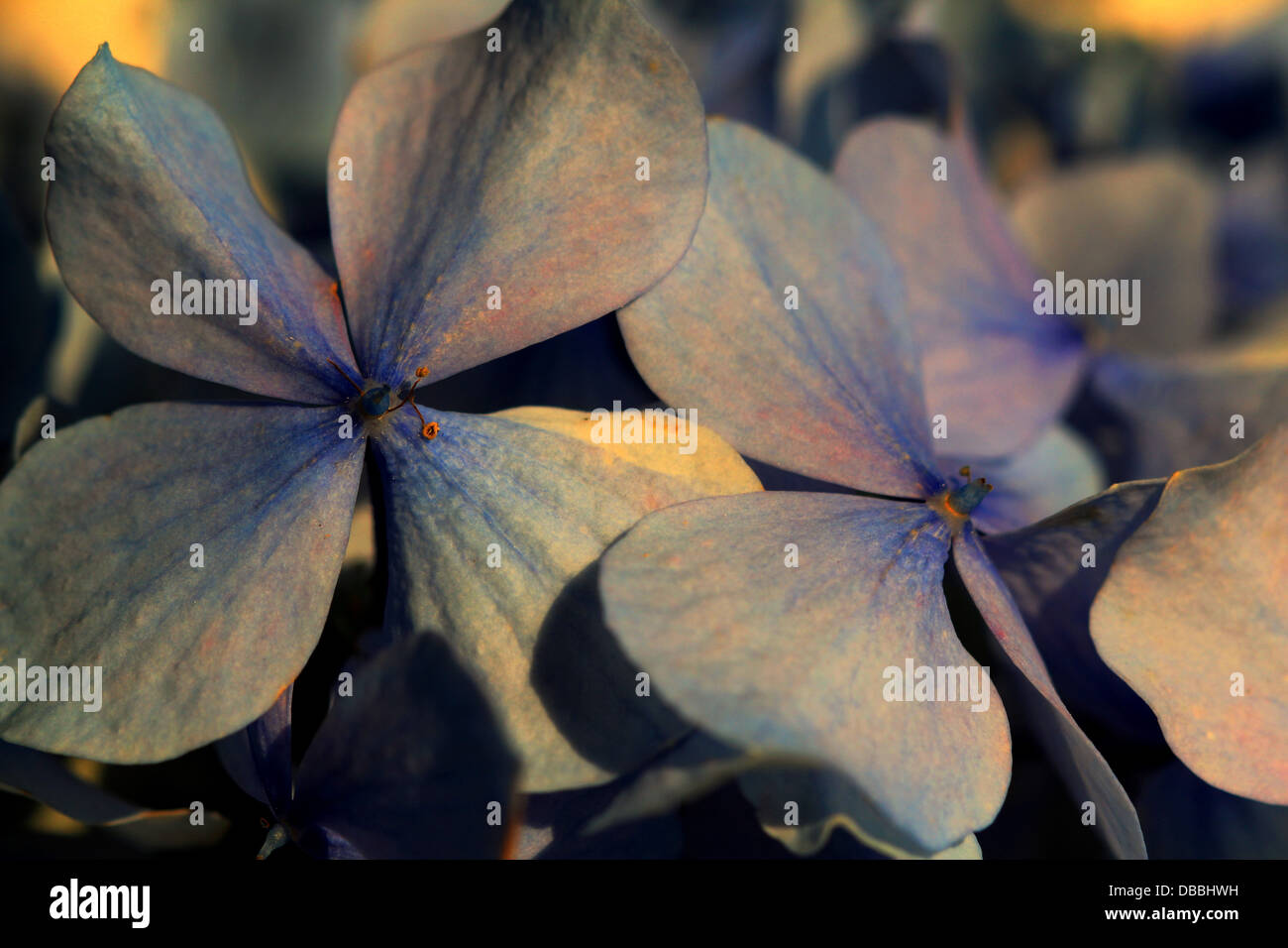 Lila, Blätter, Blume, schön, perfekt, kostbar, Makro, Sonnenuntergang, Modern, Liebe, Vintage, lebendige, kräftig, Stockfoto