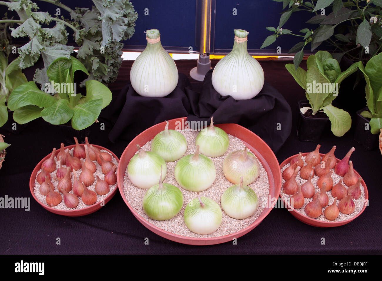 Eine Anzeige von großen und kleinen Zwiebeln aus Lauch Stockfoto