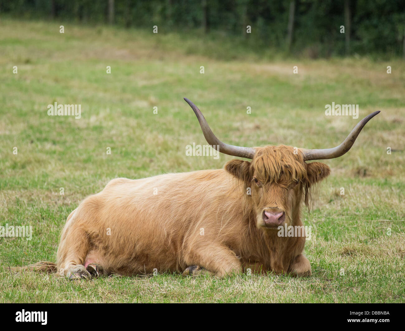 Hochlandrinder mit langen Hörnern in Ruhe Stockfoto