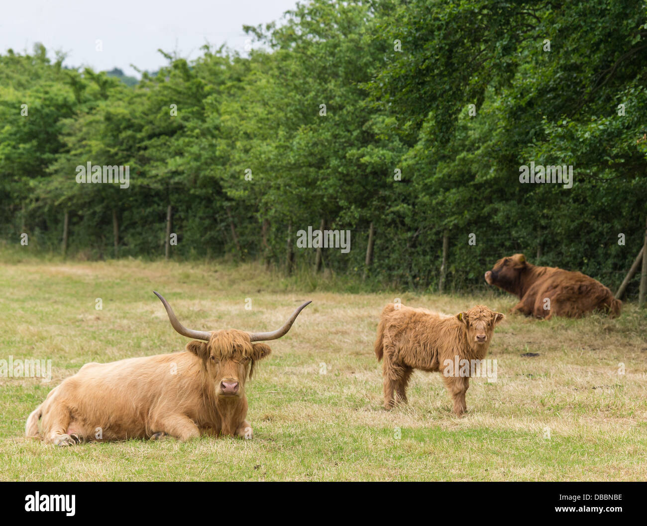 Familie von Hochlandrindern ruht in Wiese Stockfoto