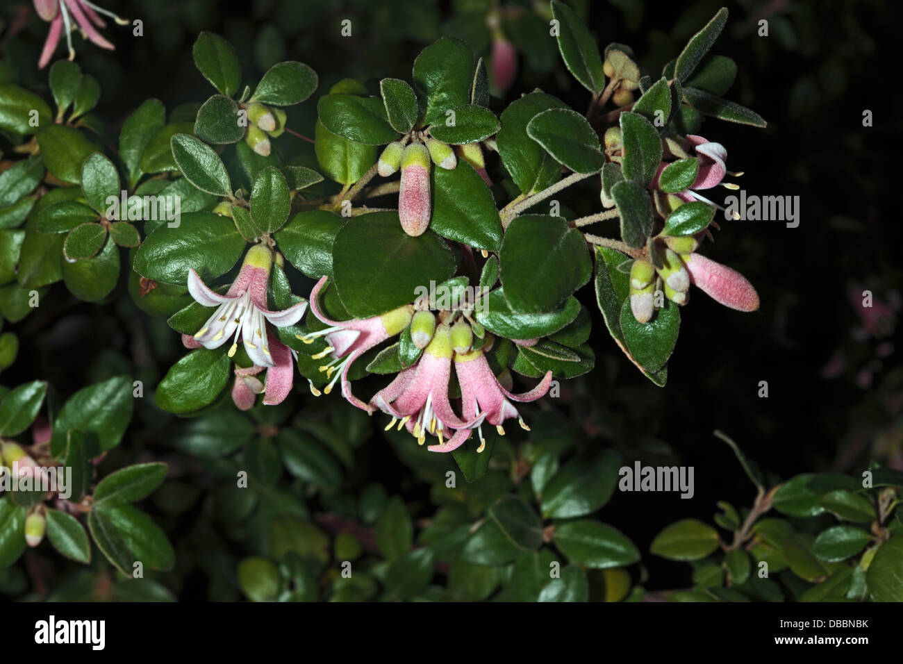 Nahaufnahmen von Blumen der gemeinsamen Correa /Australian Fuschia / Lachs Correa - Correa Pulchella - Familie Rutaceae Stockfoto