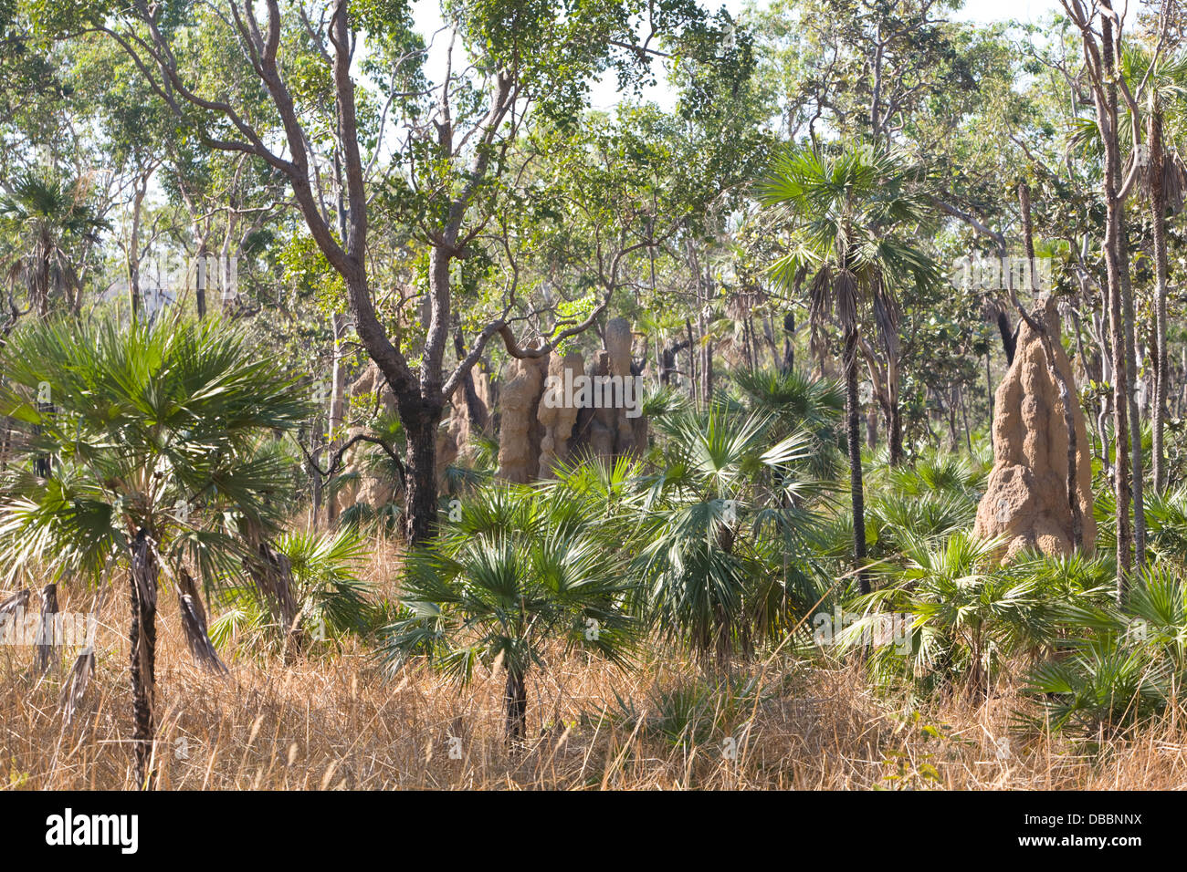riesige Termitenhügel im Kakadu National Park, Australien Stockfoto