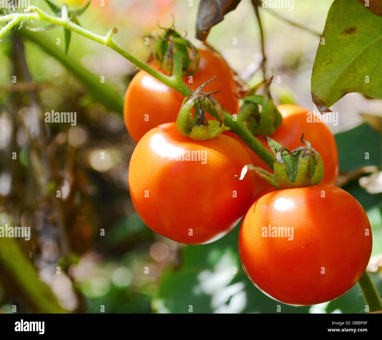 Tomate, Pflanze, Ernte, vegetarische Produkte, reif, Knospe, natürlich wachsen, Tomaten auf der Rebe, köstlich, Landwirtschaft, grün, toma Stockfoto