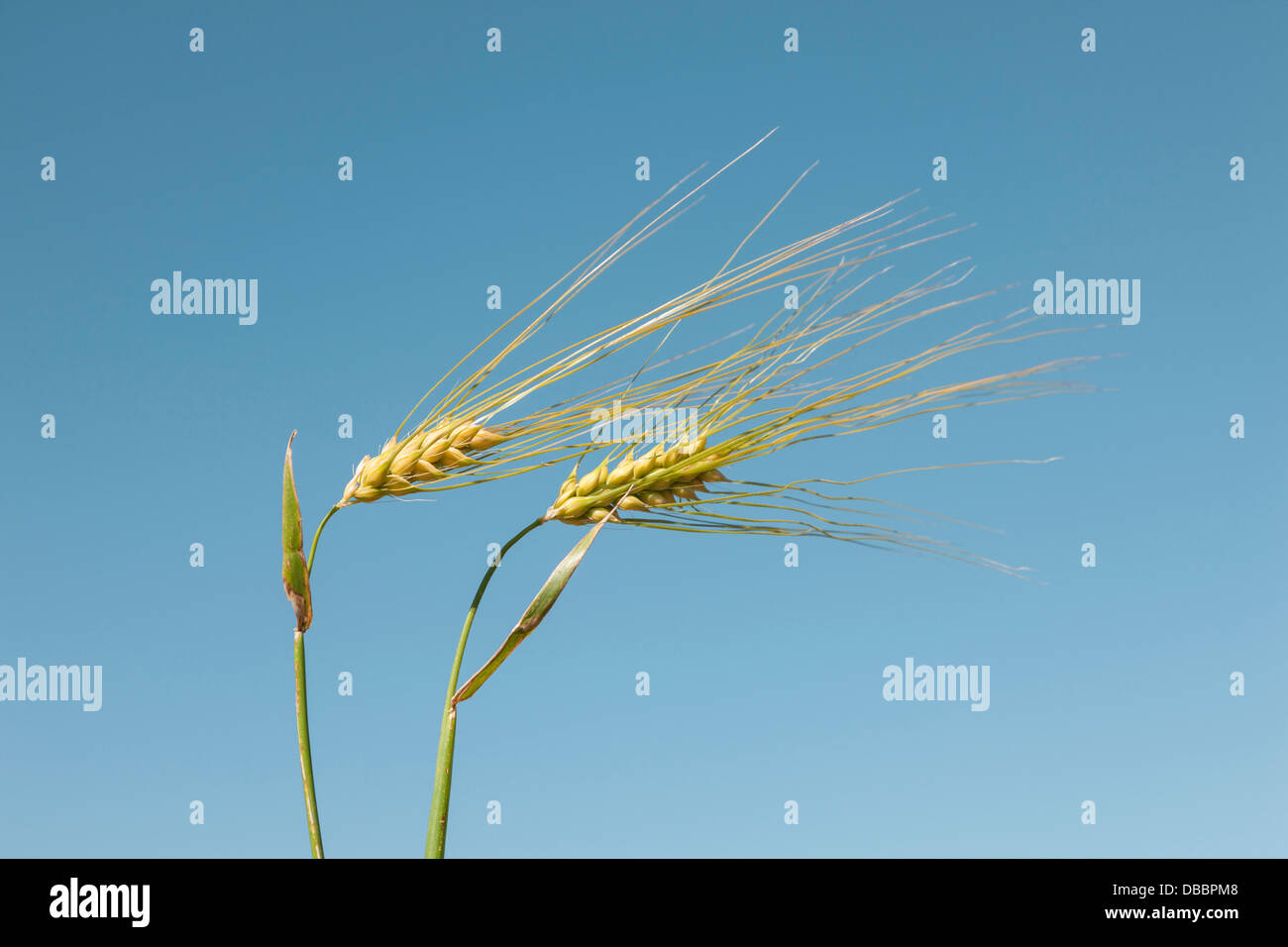 Wheatplants gegen einen klaren Sommerhimmel Stockfoto