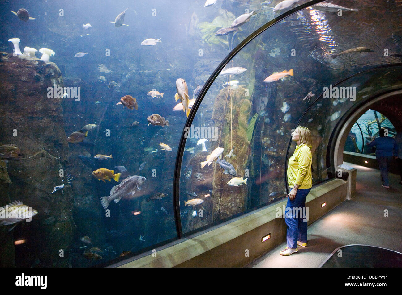 Passagen der Tiefe, im Oregon Coast Aquarium, Newport, Oregon, USA Stockfoto