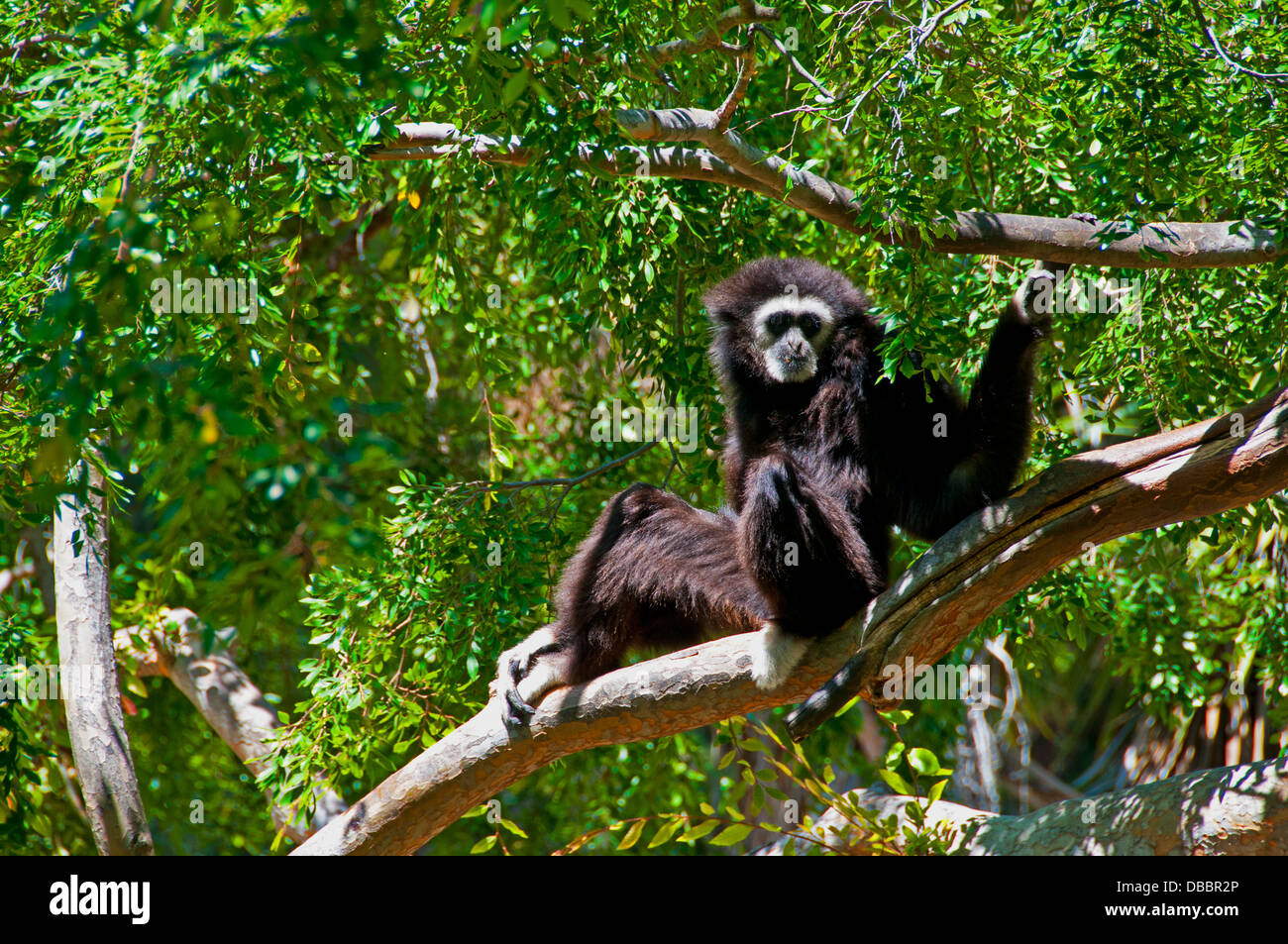 White-handed Gibbon im Zoo von Oakland (Kalifornien) Stockfoto