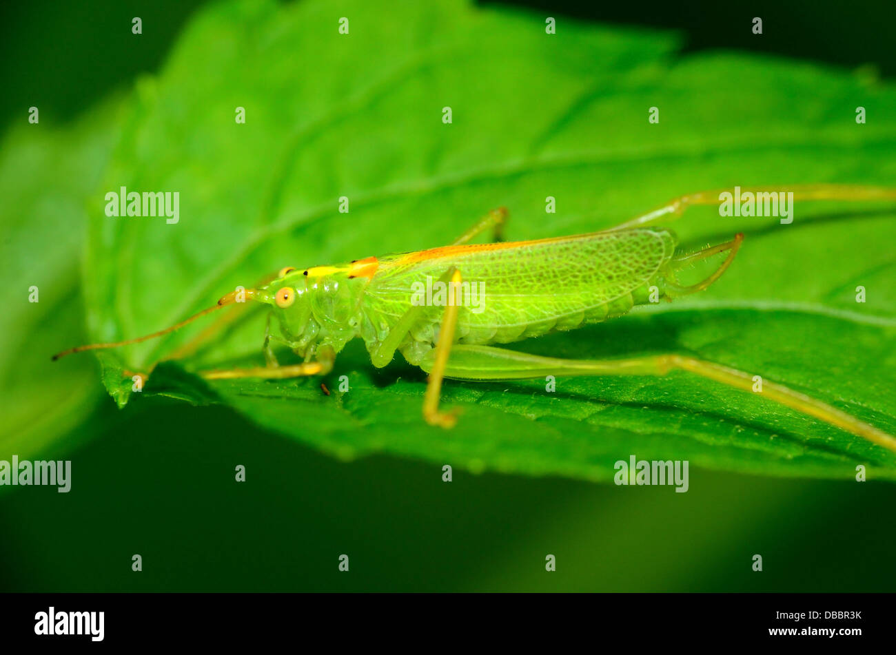 Eine Nymphe Grashuepfer thront auf einem grünen Blatt. Stockfoto