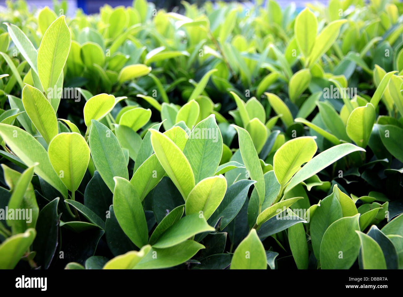 Die grünen Büschen des Hintergrunds im Garten. Stockfoto
