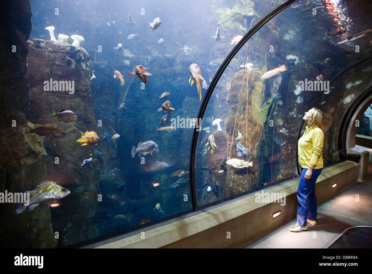 Passagen der Tiefe, im Oregon Coast Aquarium, Newport, Oregon, USA Stockfoto