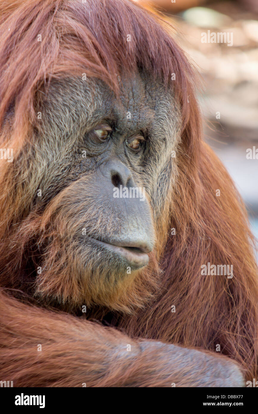 Eine Studie in der Konzentration. Tief in einem Orang-Utan gedacht, als er starrt in den Raum. Stockfoto