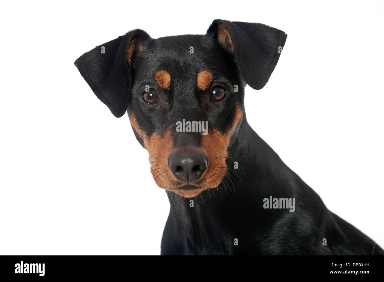 Deutscher Pinscher-Hund isoliert auf weiss Stockfoto