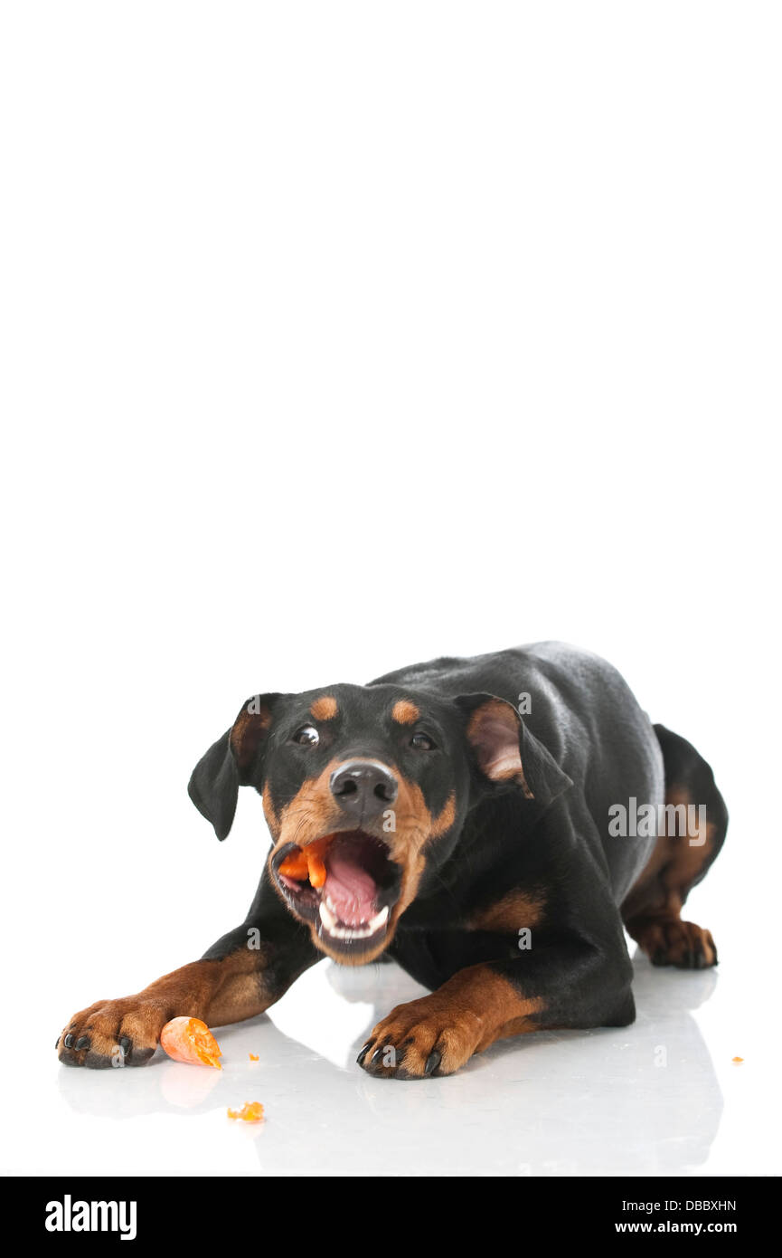 Deutscher Pinscher-Hund isoliert auf weiss Stockfoto