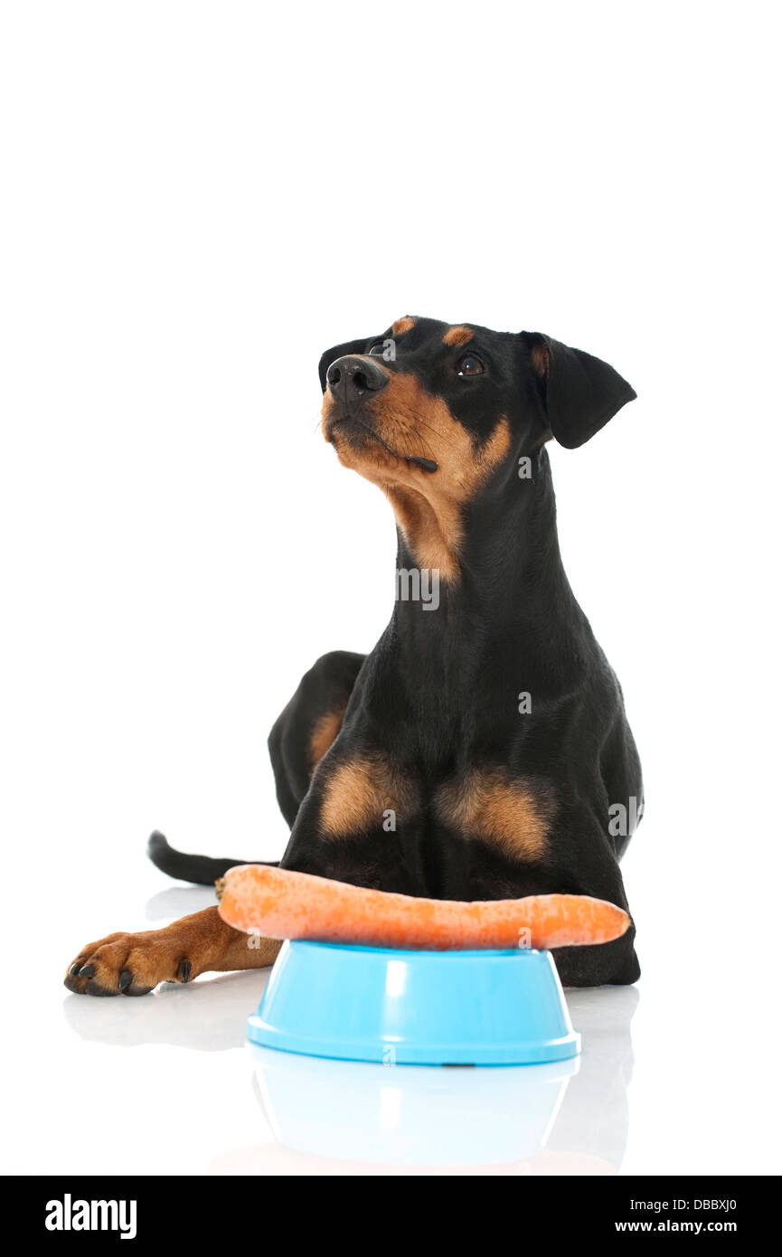 Deutscher Pinscher-Hund isoliert auf weiss Stockfoto