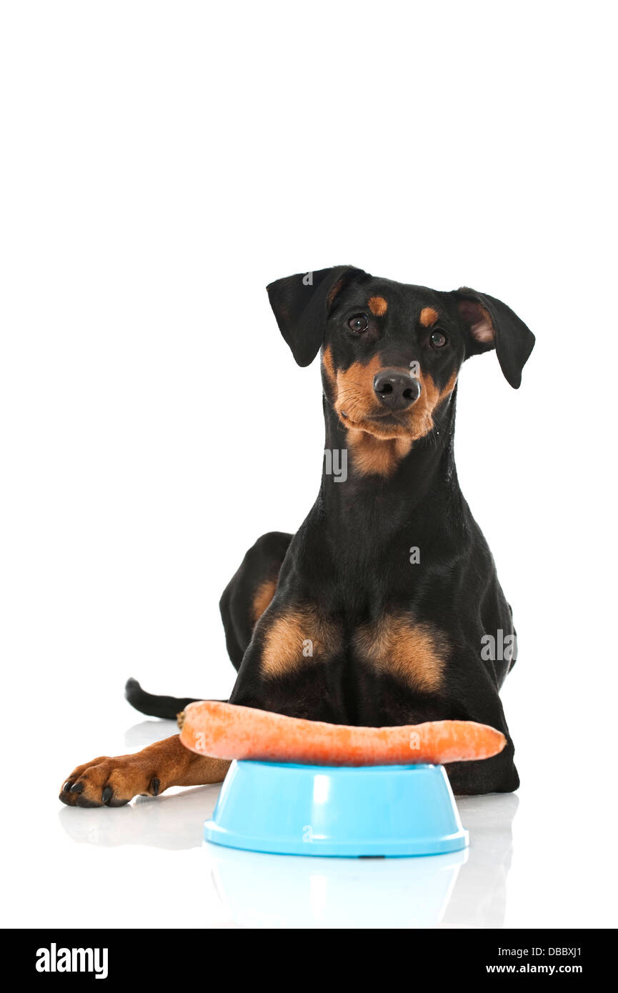 Deutscher Pinscher-Hund isoliert auf weiss Stockfoto