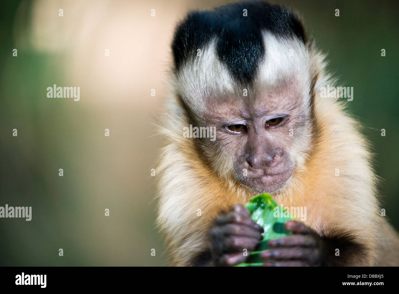 Eine Nahaufnahme von der ausdrucksstarken Gesicht eines Kapuziner-Affen essen Stockfoto